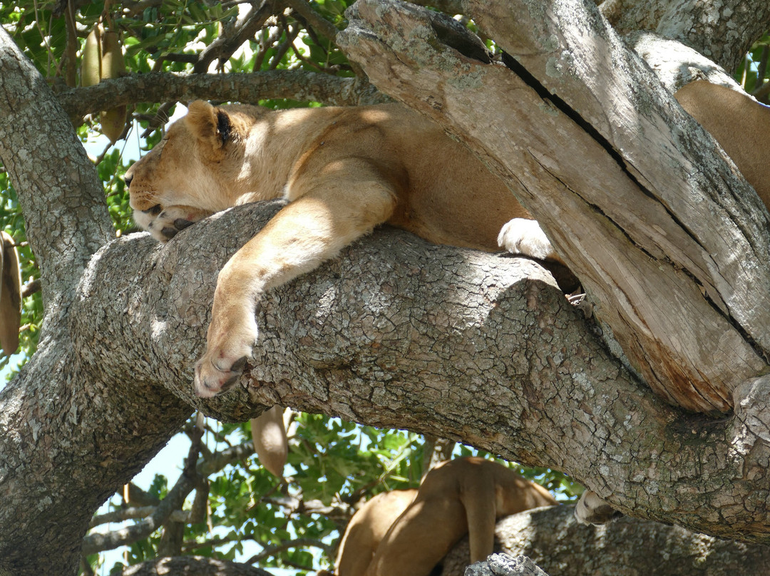 Zara Tanzania Adventures-莫西必去景点