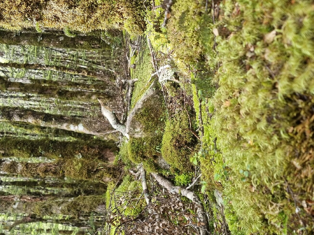 Devils Punchbowl Walking Track-亚瑟隘口国家公园必去景点