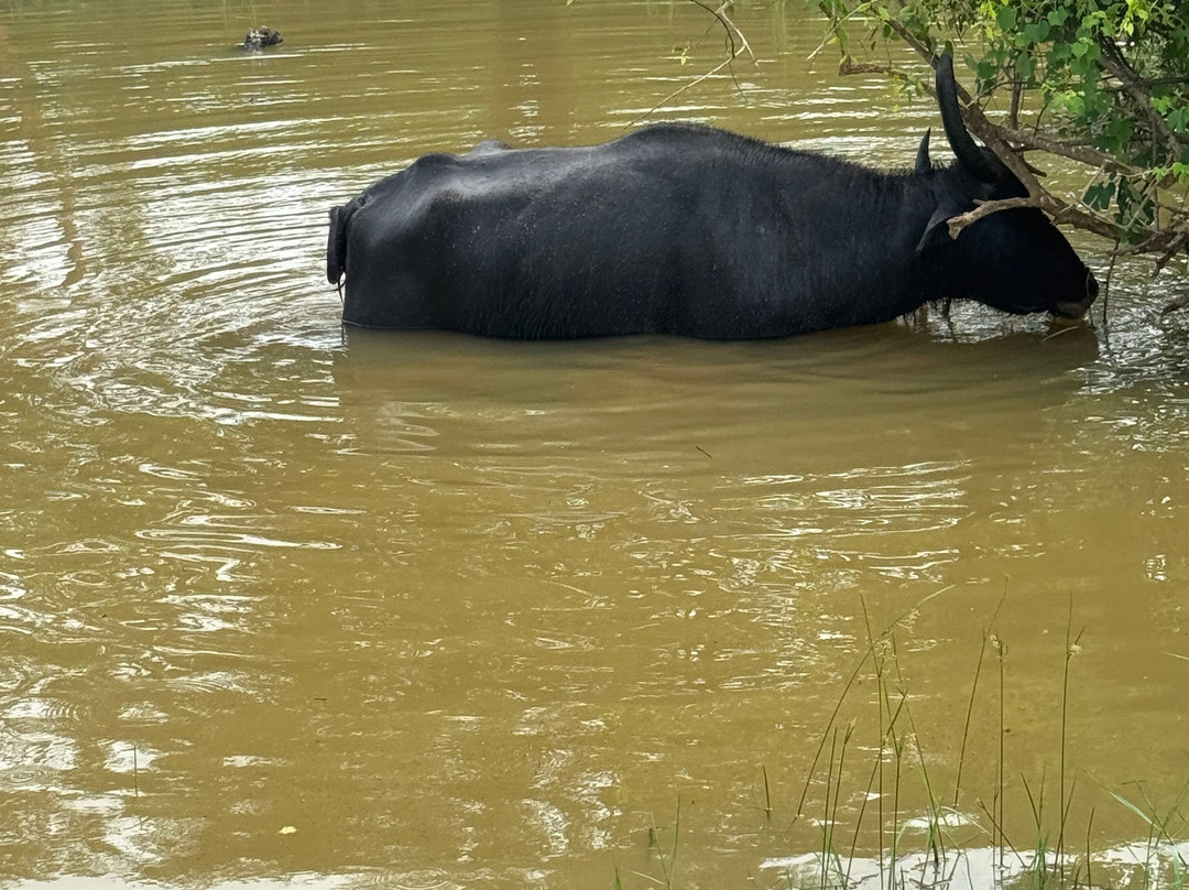 My Vacation at Lanka-Ratmalana必去景点
