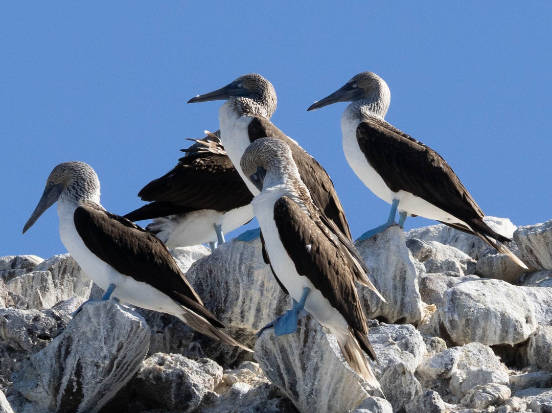 A day in baja-拉巴斯必去景点