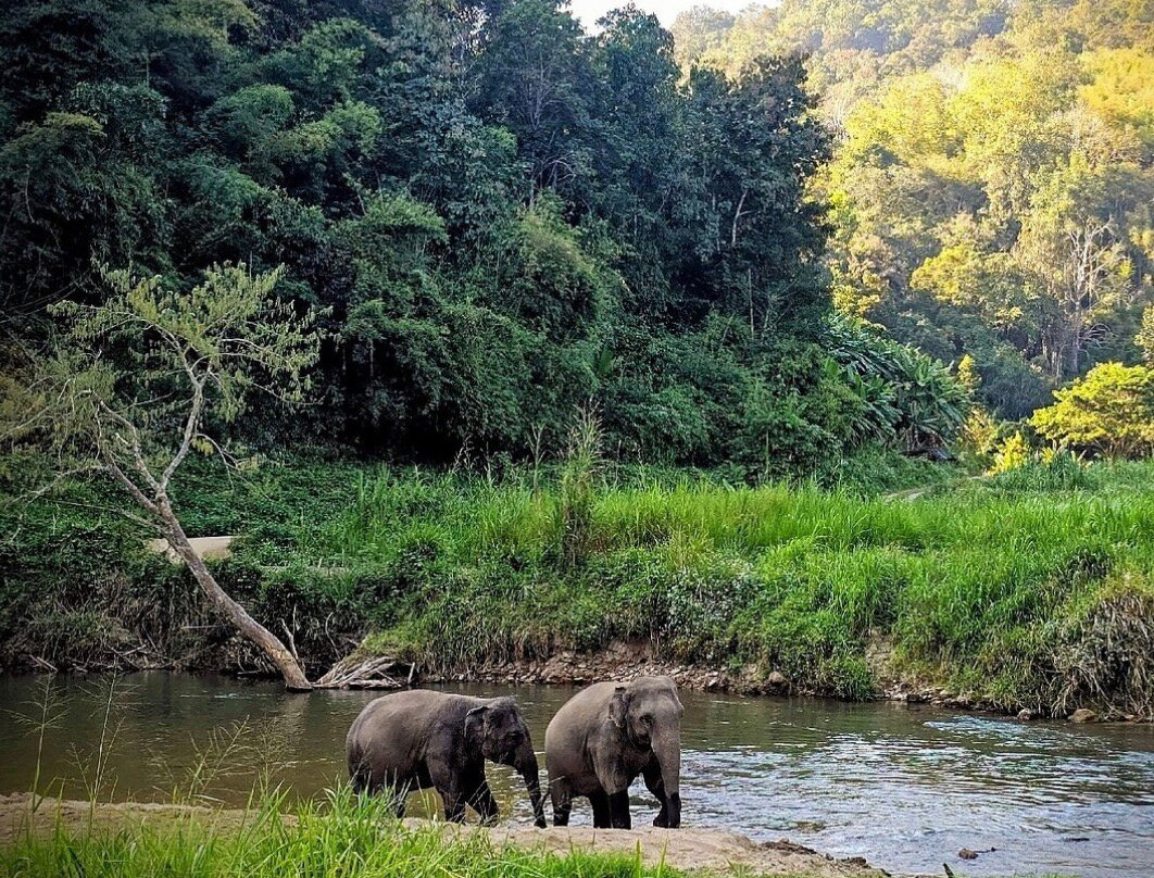 Pon Elephant Thailand-清迈必去景点