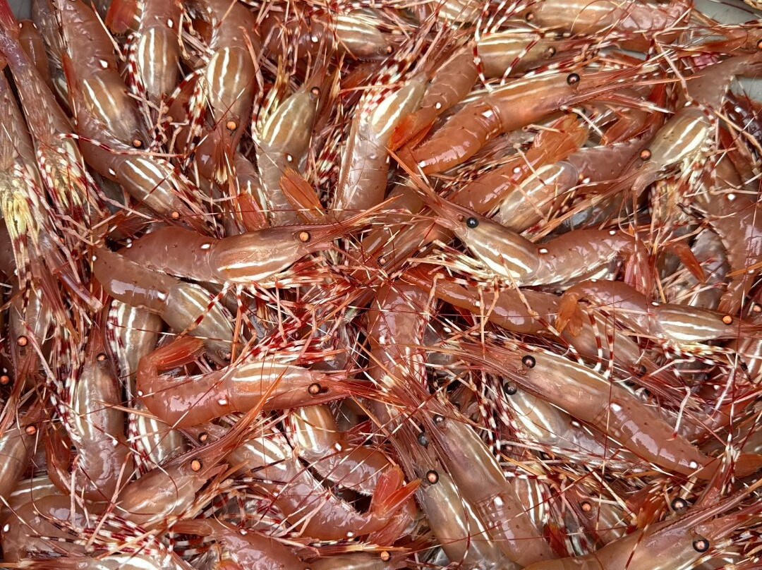 Fishing Storie Charters-坎贝尔里弗必去景点