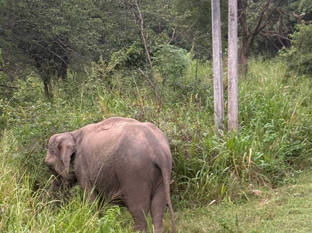 MySL Travel-科伦坡必去景点