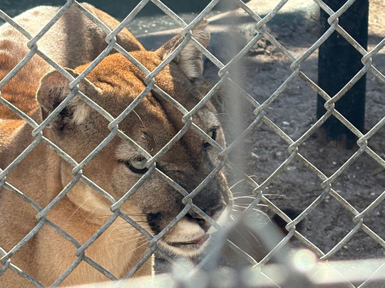 Big Cat Habitat-萨拉索塔必去景点