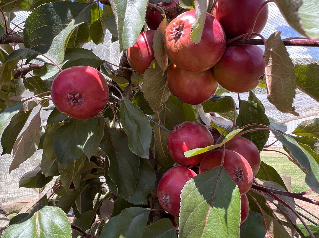 Nightingale Bros-Wandiligong必去景点