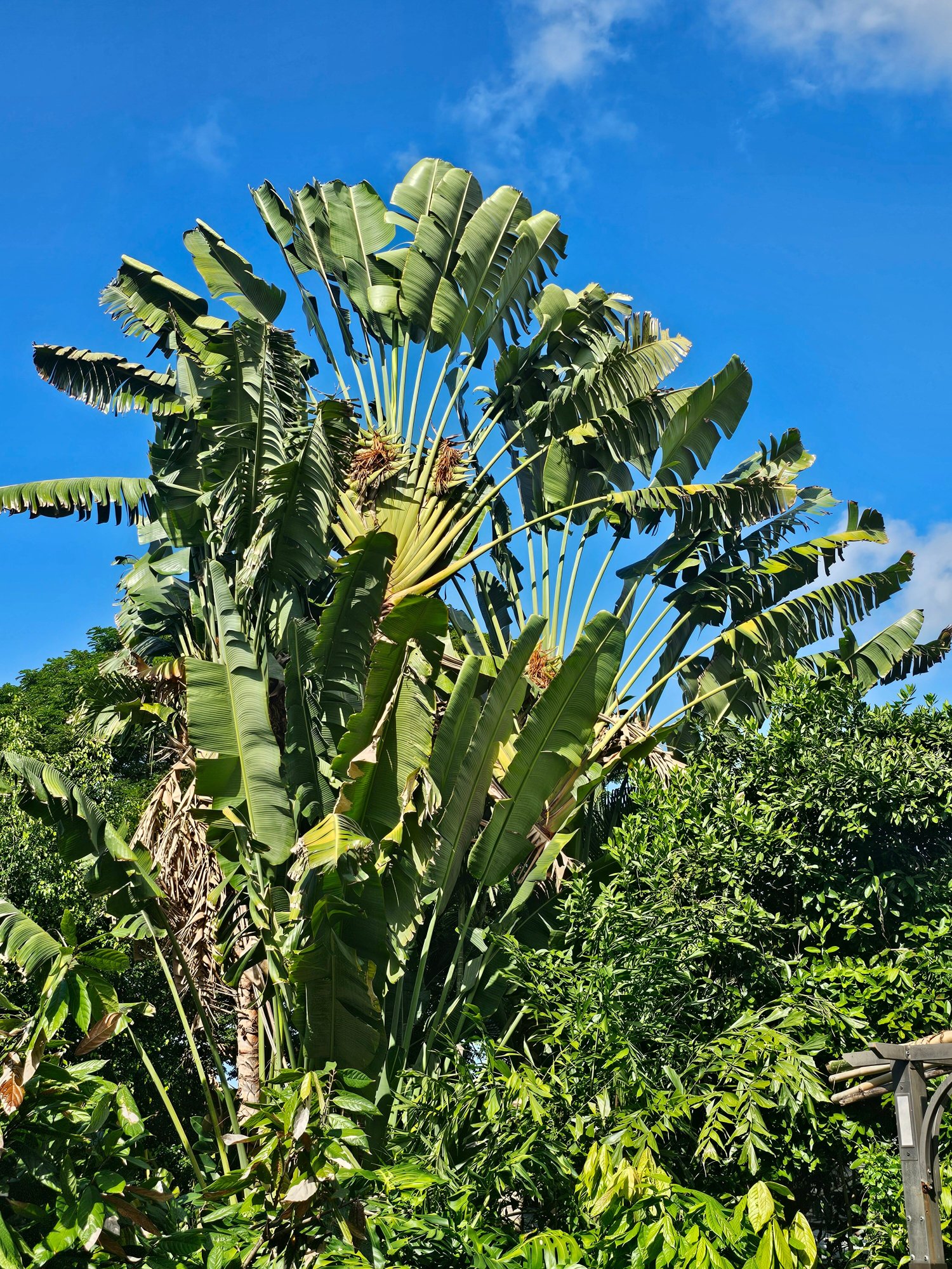 蜻蜓农场-疗伤艺术中心-官方