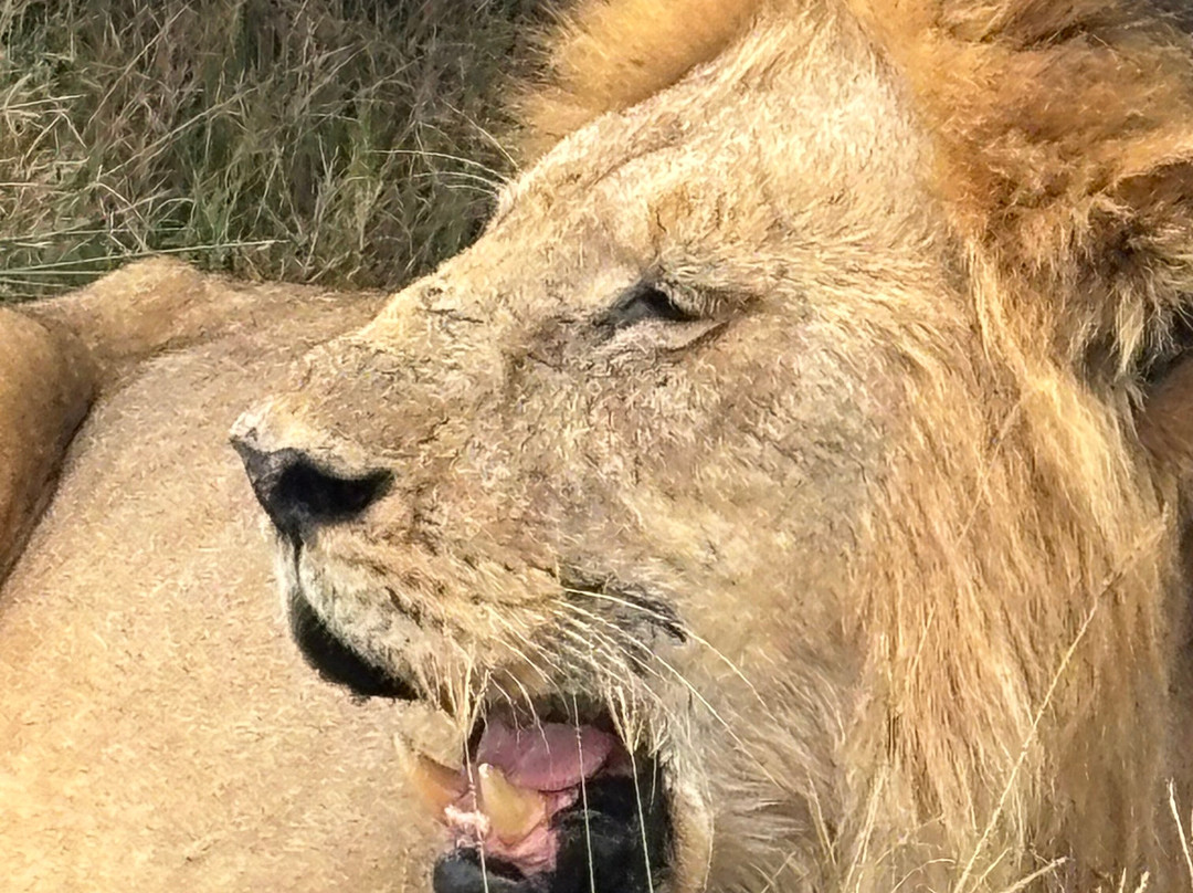 Taswira Africa Safaris-阿鲁沙必去景点