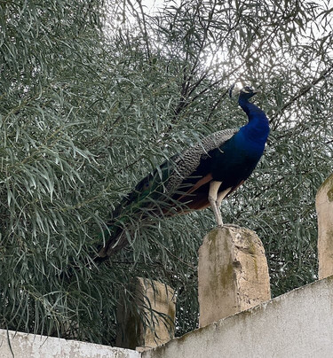 Hotel Club Ksar El Jem主图