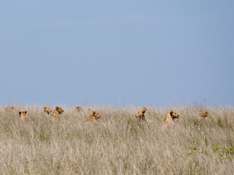 Magical Gorilla Adventures-坎帕拉必去景点