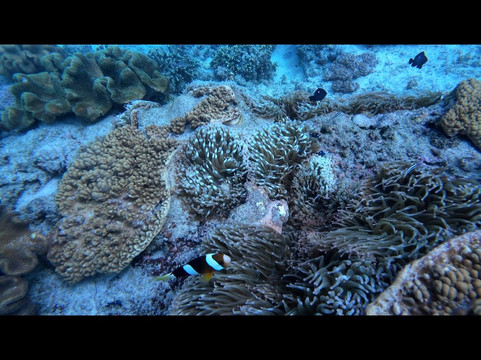 Nico Dives Cool - Day Tours-沙努尔必去景点