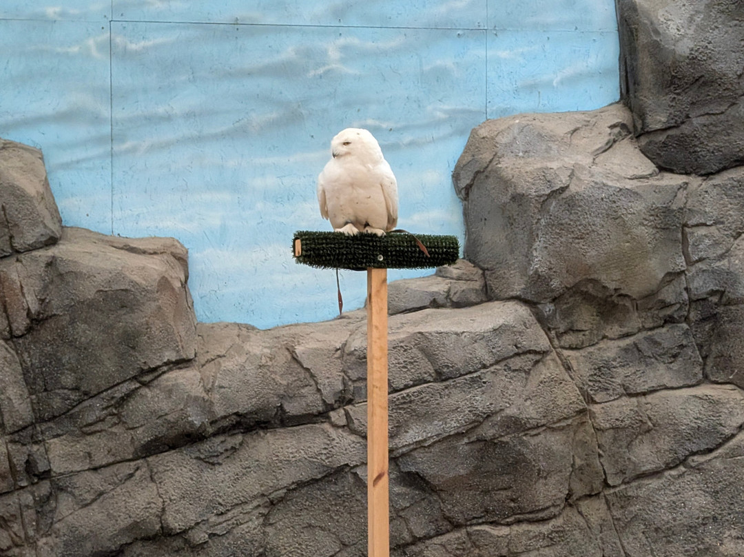 Northumberland Zoo-莫佩思必去景点