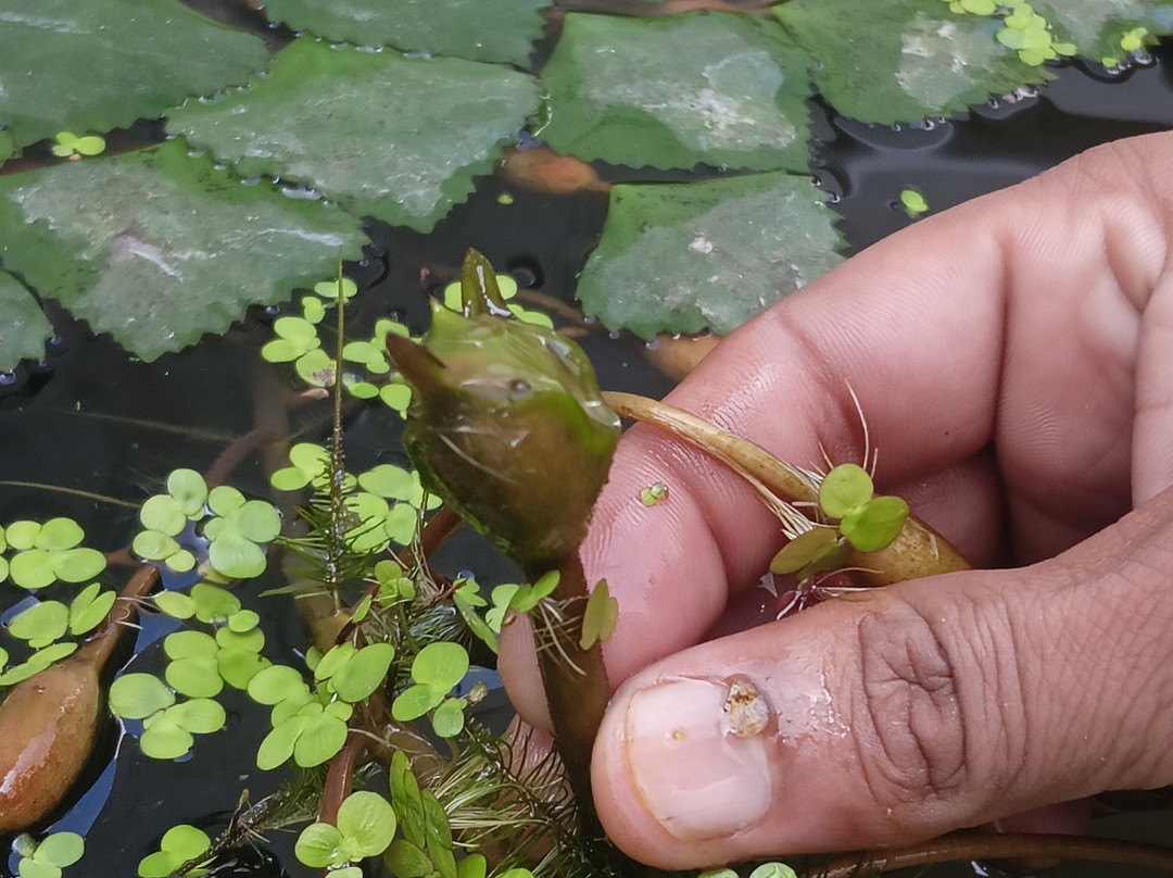 Agro-Homeopathy based Organic Botanical Herbal Garden (AHOBHAG)-Roorkee必去景点