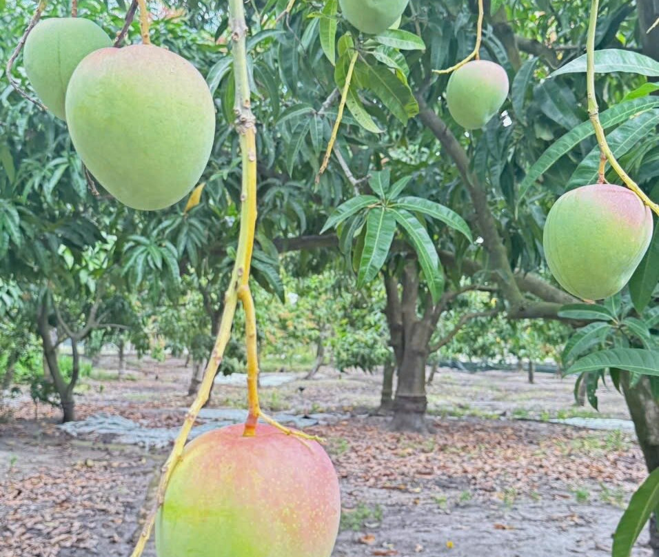Cam Lâm Mango & Mango Tea主图