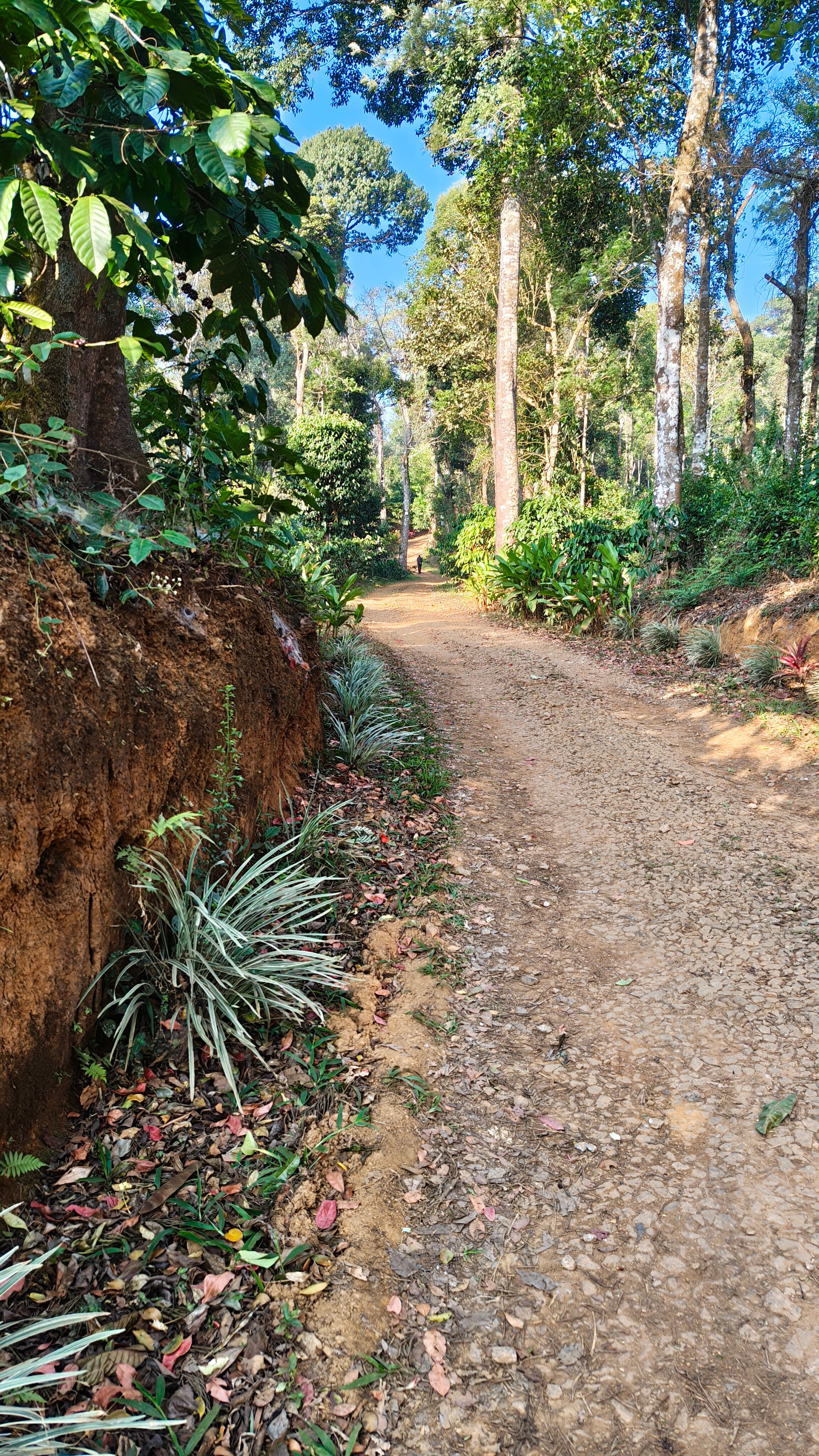 The Windchimes Retreat Coorg-官方