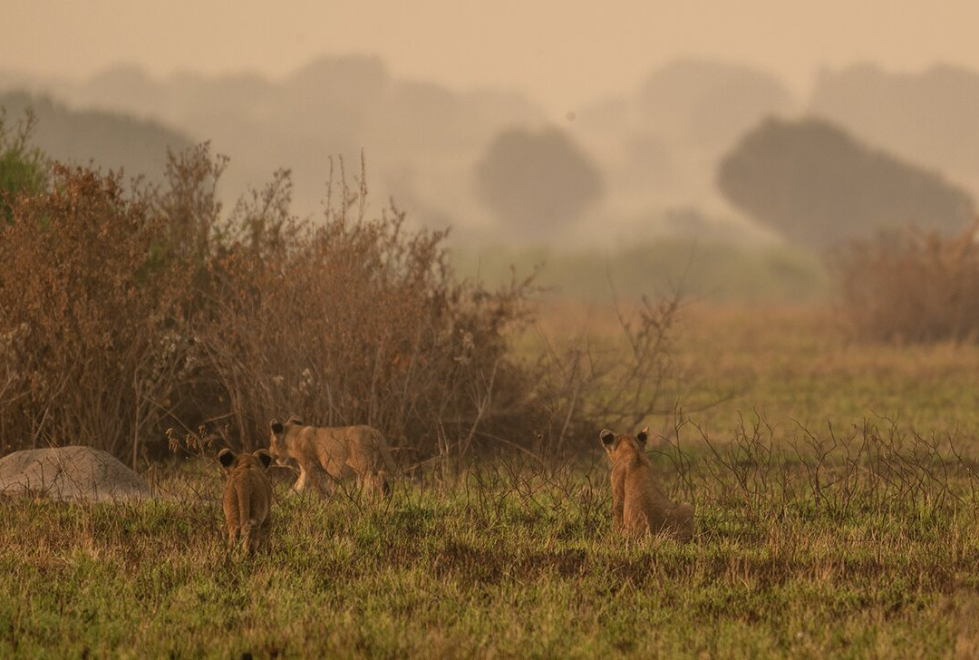Gorillas and Wildlife Safaris-布恩迪难以穿越的国家公园必去景点
