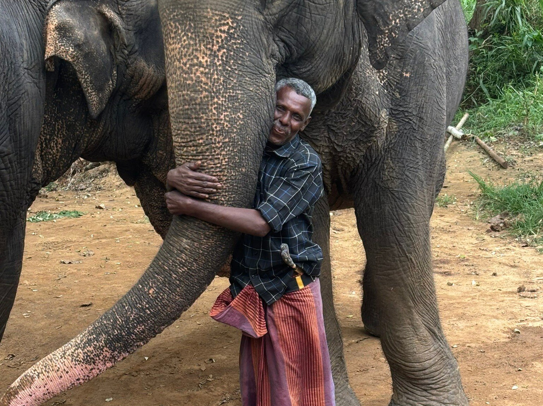 Elephant Freedom Project-凯格勒 必去景点