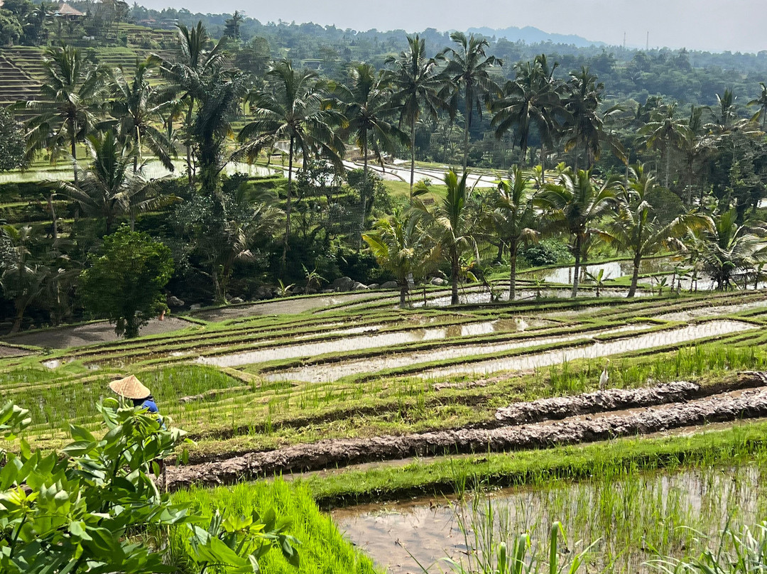 Jatiluwih Cycling & E-bike Tours With Bali By Pedals-达巴南必去景点