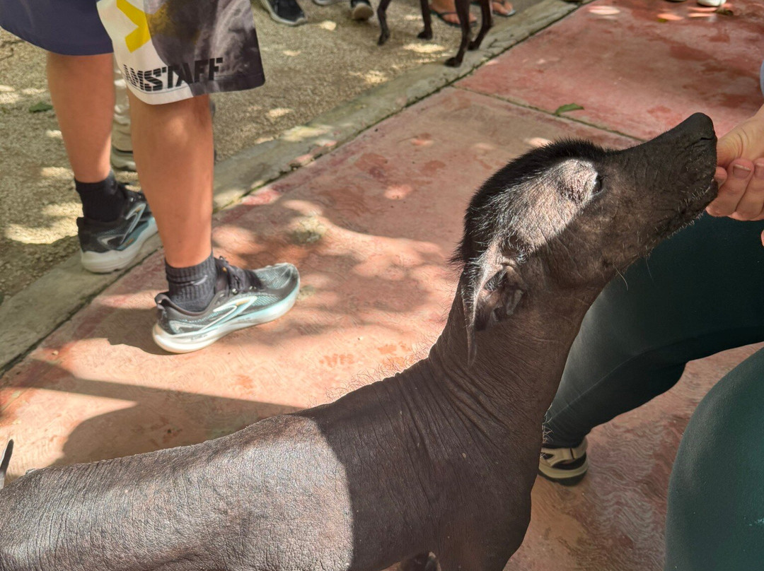 Croco Cun Zoo-从莫雷洛斯港必去景点