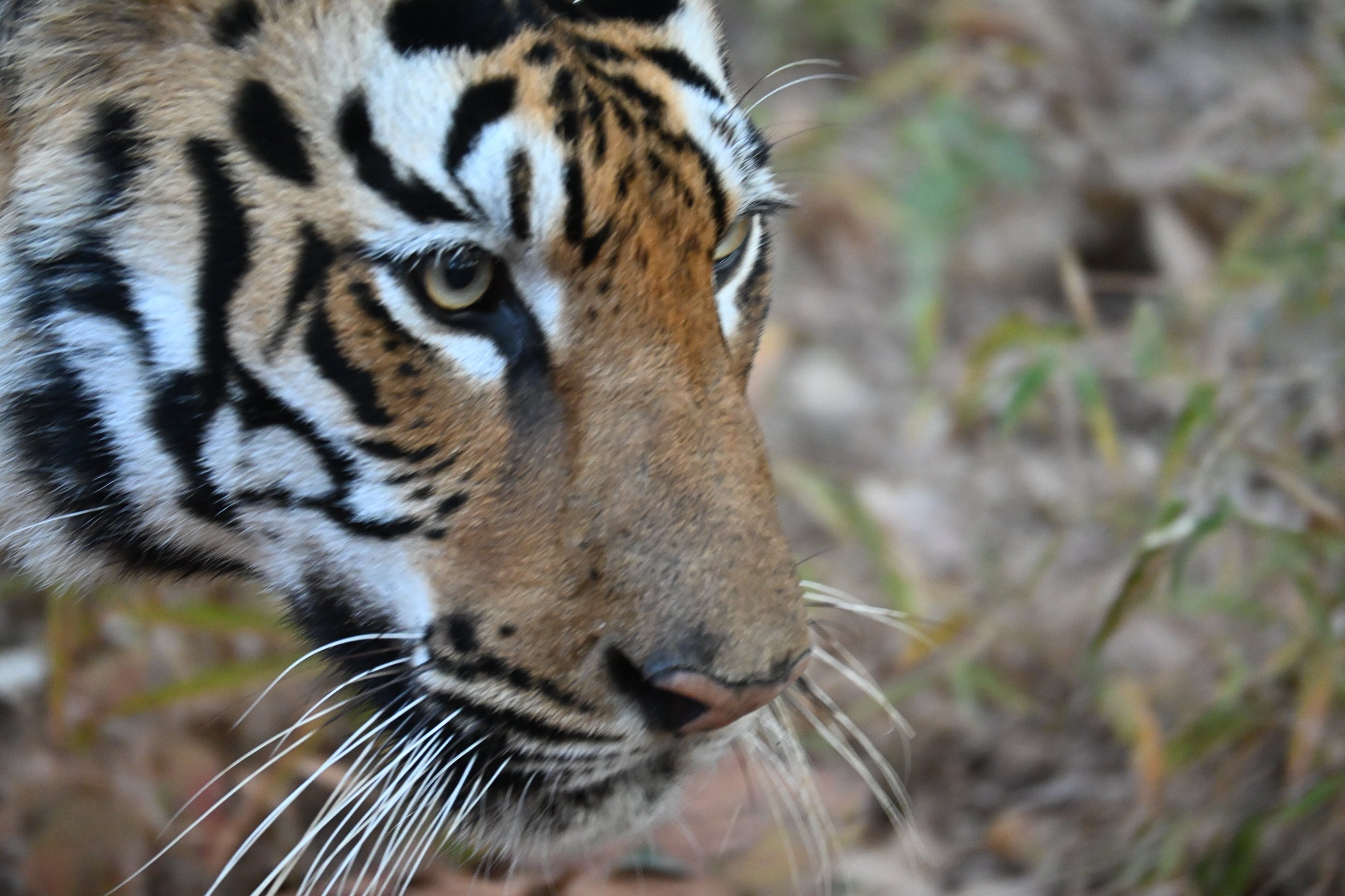 Tigress@ghosri - Tadoba-官方