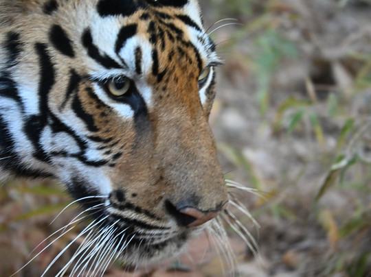 Tigress@ghosri - Tadoba主图