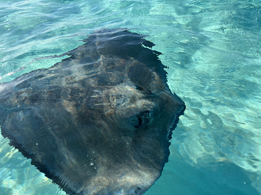 Blue Haven Charters-Rum Point必去景点