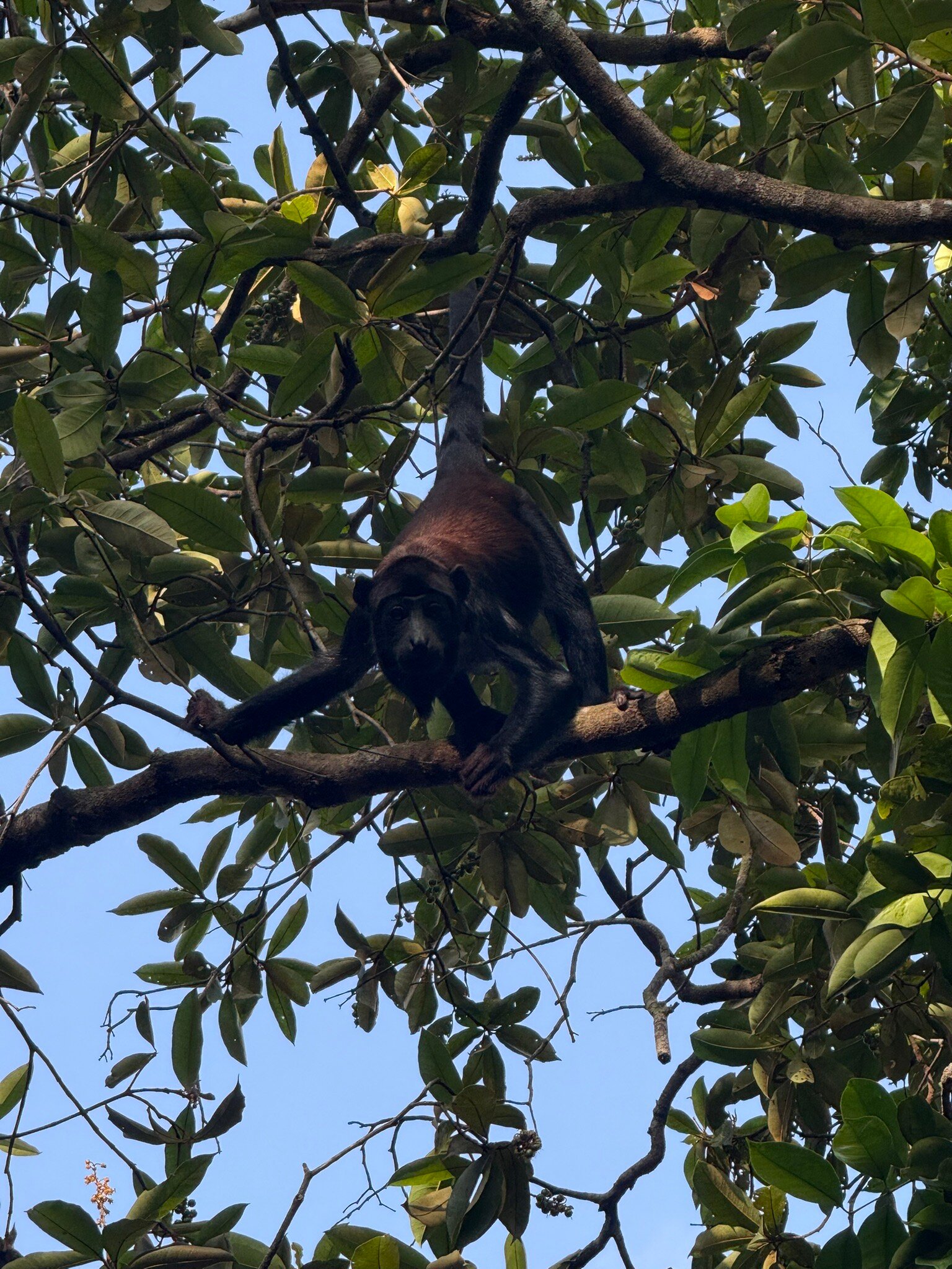 Vila de Alter Pousada Boutique Amazonia-官方