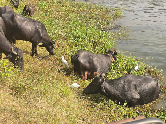 Safari With Asanka-锡吉里亚必去景点