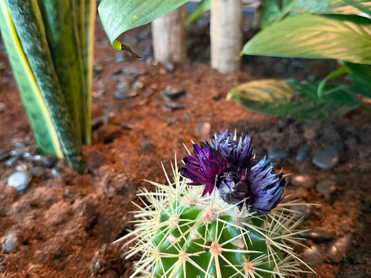 Naturelife Spa Premium-迪拜必去景点