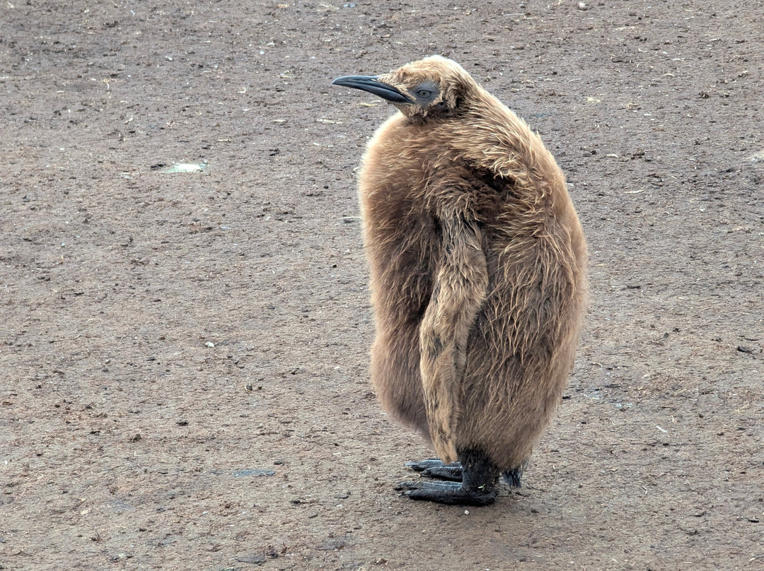 Volunteer Point-East Falkland必去景点