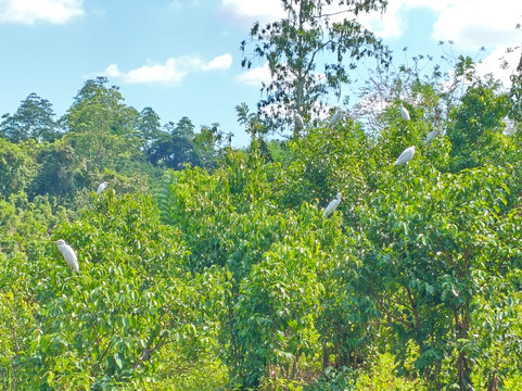 Karu Rent A Bike & Tours-加勒必去景点