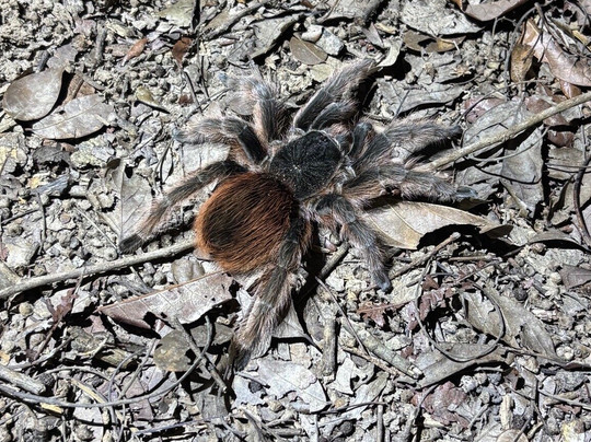 Gasparetour Pantanal Tours-Cuiaba必去景点