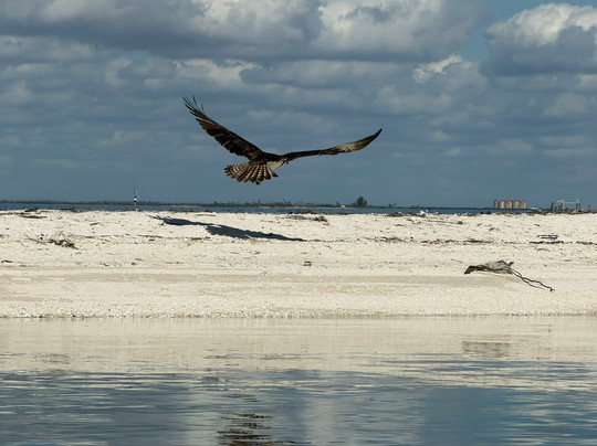 Tarpon Bay Explorers-萨尼贝尔岛必去景点