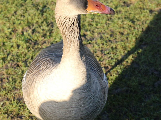 Poolsbrook Country Park-Staveley必去景点