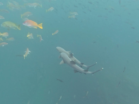 Turtle Island-维里亚米尔港必去景点