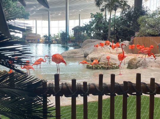 SeaWorld Yas Island Abu Dhabi-阿布扎比必去景点