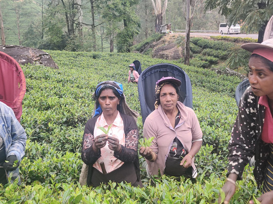 Sri Lanka Escape-Eheliyagoda必去景点