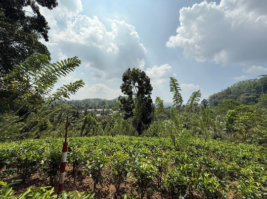 Tsara Tea-Akuressa必去景点