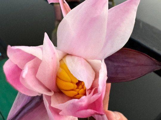 Mirissa Eco Lagoon Safari-美蕊沙必去景点