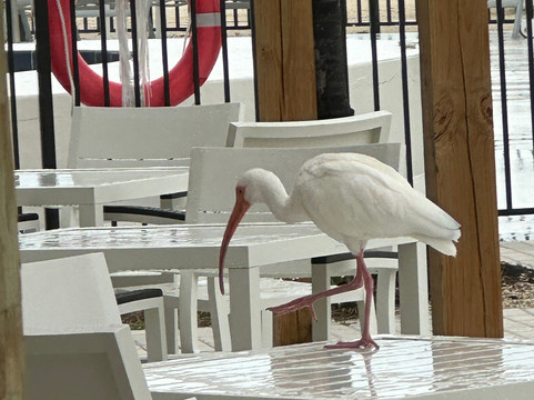 Chesapeake Beach Resort主图