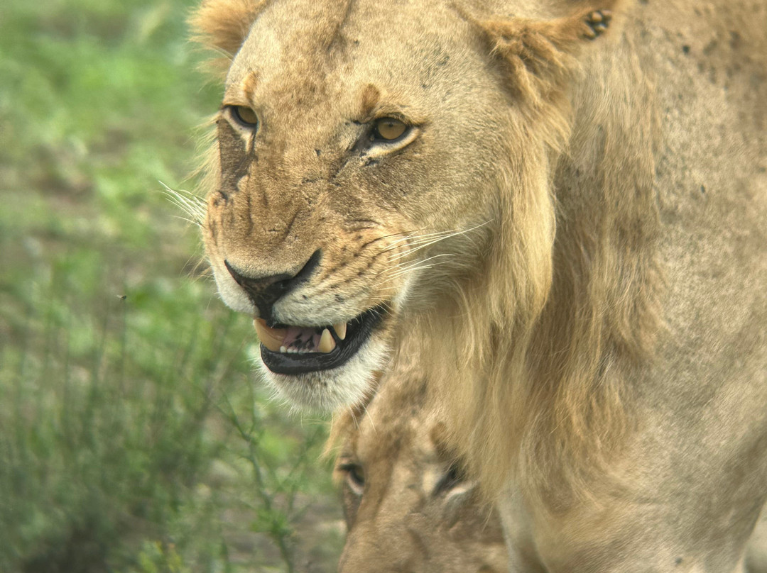 Marmara Holidays-Dar es Salaam必去景点