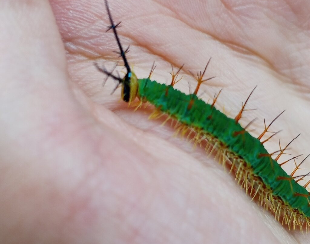 Mariposario Dedalma-Puyo必去景点