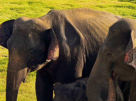 ceylonwing tours-Dharga Town必去景点