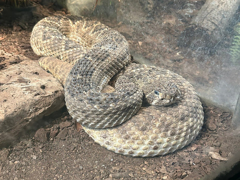 Parque Zoológico Benito Juárez-莫雷利亚必去景点