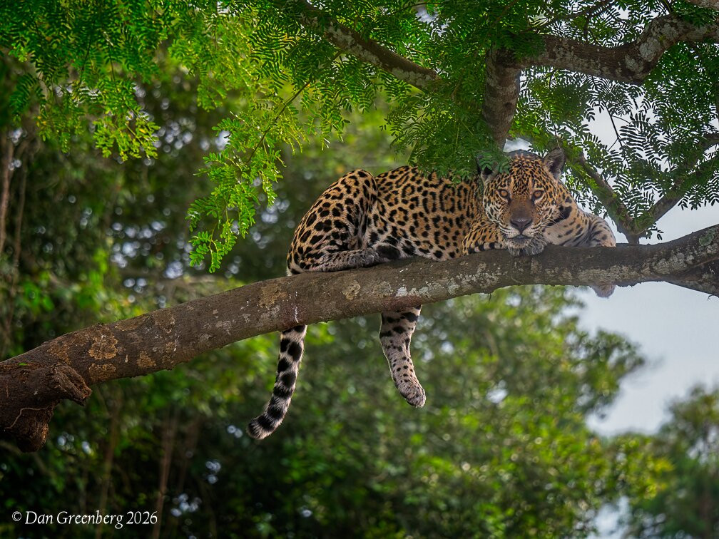 Pantanal Nature-Cuiaba必去景点