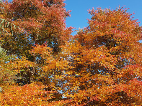 High Beeches Garden-Handcross必去景点