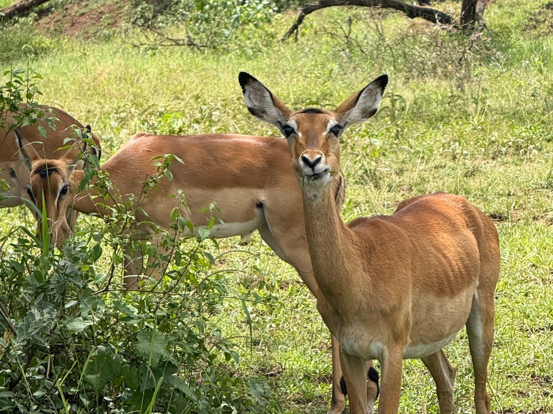 Africa Magic Holidays & Tours-阿鲁沙必去景点