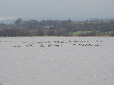 RSPB Lochwinnoch Nature Reserve-Lochwinnoch必去景点