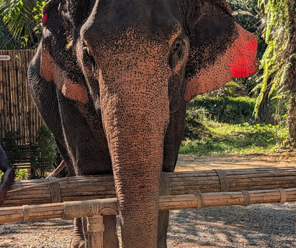 Khao Sok Elephant Sanctuary-拷索国家公园必去景点