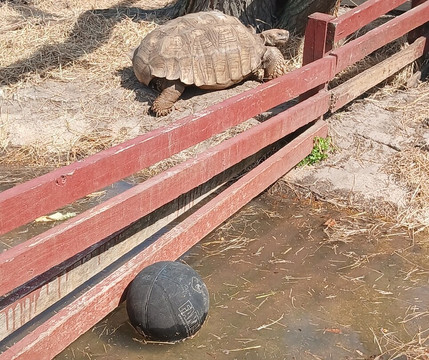 Boyett's Grove-布鲁克斯维尔必去景点