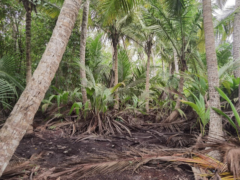 Parc National Des Iles Ehotilé-阿西尼必去景点